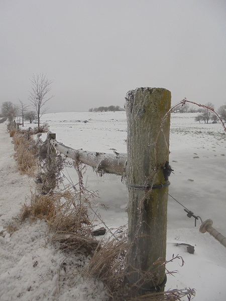 icy fencepost