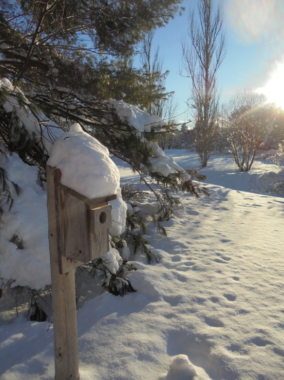 birdbox in snow