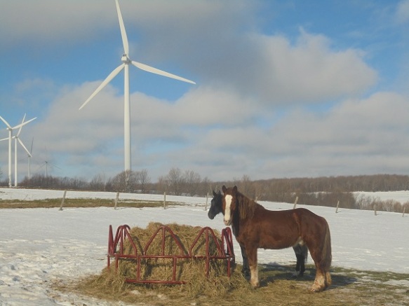 horses by the windmill